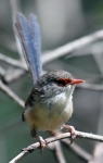 C62E0409.JPG