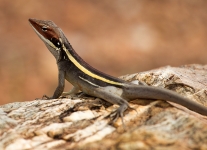C62E0955.jpg