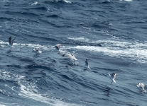 C62E2154.JPG