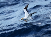 C62E3261.JPG