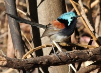 IMG_1259.JPG