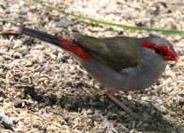 IMG_2558.JPG